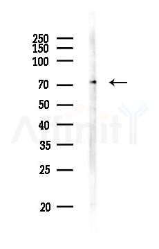 SMPD3 Antibody - Western blot analysis of lysates from Hela cells(LPS,4h treatment), using SMPD3 Antibody at 1/1000 dilution.