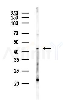 PPME1 Antibody - Western blot analysis of lysates from HUVEC cells, using PPME1 Antibody at 1/1000 dilution.