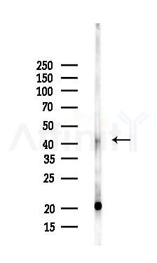 PPME1 Antibody - Western blot analysis of lysates from Mouse liver, using PPME1 Antibody at 1/1000 dilution.