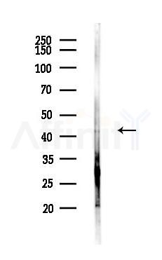 PPME1 Antibody - Western blot analysis of lysates from PC12 cells, using PPME1 Antibody at 1/1000 dilution.