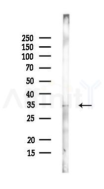 OGN Antibody - Western blot analysis of lysates from Mouse liver, using OGN Antibody at 1/1000 dilution.