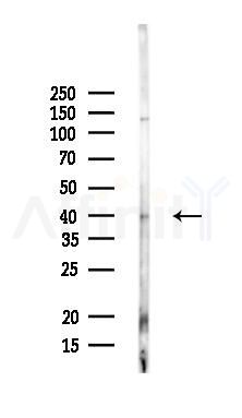 CCNDBP1 Antibody - Western blot analysis of lysates from Mouse liver, using CCNDBP1 Antibody at 1/1000 dilution.