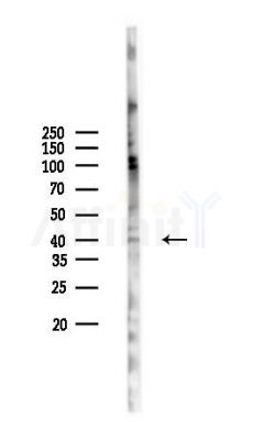 WISP3 Antibody - Western blot analysis of lysates from MCF7 cells(heat-shock,45min treatment), using WISP3 Antibody at 1/1000 dilution.
