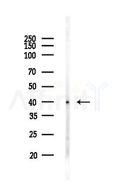 GNAI1 Antibody - Western blot analysis of lysates from HUVEC cells, using GNAI1 Antibody at 1/1000 dilution.