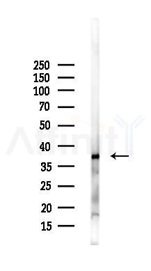 DUSP12 Antibody - Western blot analysis of lysates from MCF7 cells(heat-shock,45min treatment), using DUSP12 Antibody at 1/1000 dilution.