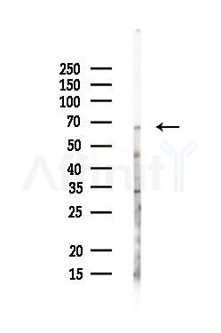 PHACTR1 Antibody - Western blot analysis of lysates from Mouse liver, using PHACTR1 Antibody at 1/1000 dilution.