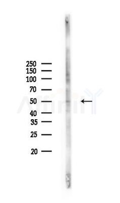 STAMBPL1 Antibody - Western blot analysis of lysates from MCF7 cells(heat-shock,45min treatment), using STAMBPL1 Antibody at 1/1000 dilution.
