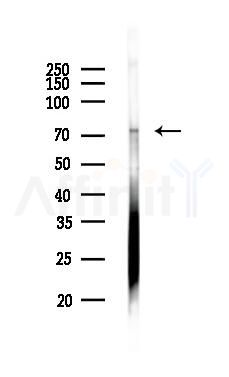 NEDD1 Antibody - Western blot analysis of lysates from HUVEC cells, using NEDD1 Antibody at 1/1000 dilution.