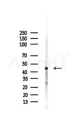 UPB1 Antibody - Western blot analysis of lysates from Mouse liver, using UPB1 Antibody at 1/1000 dilution.