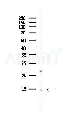 SNRPD1 Antibody - Western blot analysis of lysates from Hela cells(UV, 30min treatment), using SNRPD1 Antibody at 1/1000 dilution.