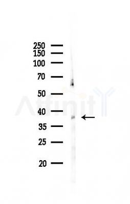 SULT1B1 Antibody - Western blot analysis of lysates from Mouse liver, using SULT1B1 Antibody at 1/1000 dilution.