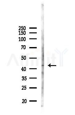 Caspase 2 Antibody - Western blot analysis of lysates from Mouse liver, using Caspase 2 Antibody at 1/1000 dilution.