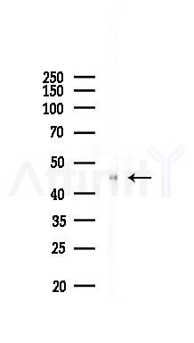 HOXD3 Antibody - Western blot analysis of lysates from Mouse liver, using HOXD3 Antibody at 1/1000 dilution.