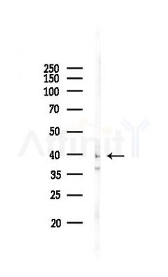 POU3F4 Antibody - Western blot analysis of lysates from Mouse liver, using POU3F4 Antibody at 1/1000 dilution.
