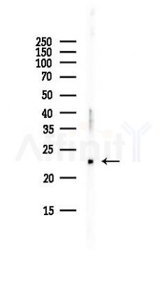 ARL6IP1 Antibody - Western blot analysis of lysates from Hela cells(UV, 30min treatment), using ARL6IP1 Antibody at 1/1000 dilution.