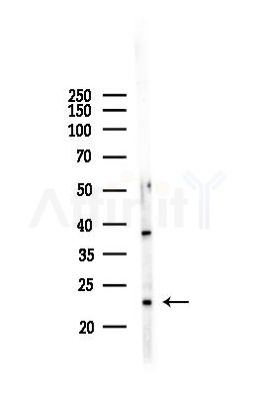 ARL6IP1 Antibody - Western blot analysis of lysates from Mouse liver, using ARL6IP1 Antibody at 1/1000 dilution.