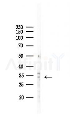 TSNAX Antibody - Western blot analysis of lysates from Mouse liver, using TSNAX Antibody at 1/1000 dilution.