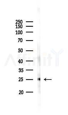 HES7 Antibody - Western blot analysis of lysates from Mouse liver, using HES7 Antibody at 1/1000 dilution.