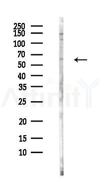 CHRND Antibody - Western blot analysis of lysates from MC-3T3-E1 cells, using CHRND Antibody at 1/1000 dilution.