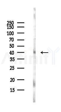 PTF1A Antibody - Western blot analysis of lysates from MC-3T3-E1 cells, using PTF1A Antibody at 1/1000 dilution.