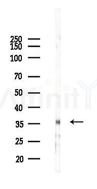 DEDD2 Antibody - Western blot analysis of lysates from PC12 cells, using DEDD2 Antibody at 1/1000 dilution.