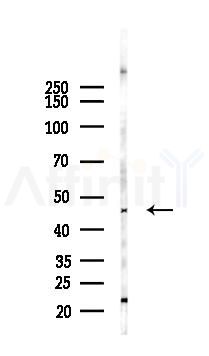 SERPINA7 Antibody - Western blot analysis of lysates from LoVo cells(heat-shock,45min treatment), using SERPINA7 Antibody at 1/1000 dilution.