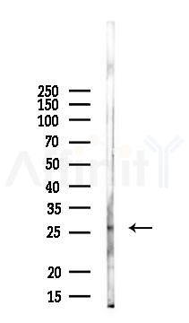 VGLL1 Antibody - Western blot analysis of lysates from Mouse brain, using VGLL1 Antibody at 1/1000 dilution.
