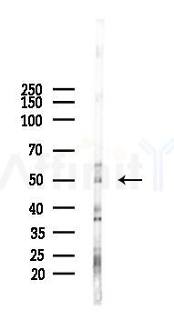 ZNF485 Antibody - Western blot analysis of lysates from Mouse brain, using ZNF485 Antibody at 1/1000 dilution.