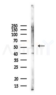 WDR13 Antibody - Western blot analysis of lysates from Mouse brain, using WDR13 Antibody at 1/1000 dilution.