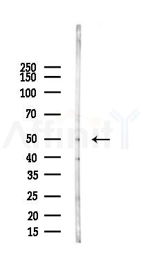 NOVA2 Antibody - Western blot analysis of lysates from Rat testis, using NOVA2 Antibody at 1/1000 dilution.