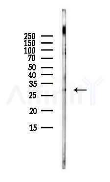 EGFL8 Antibody - Western blot analysis of lysates from LoVo cells(heat-shock,45min treatment), using EGFL8 Antibody at 1/1000 dilution.