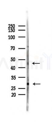 HS2ST1 Antibody - Western blot analysis of lysates from COLO205 cells(heat-shock,45min treatment), using HS2ST1 Antibody at 1/1000 dilution.