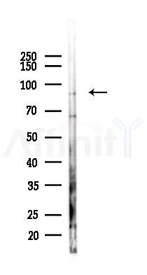 SLITRK4 Antibody - Western blot analysis of lysates from Mouse testis, using SLITRK4 Antibody at 1/1000 dilution.