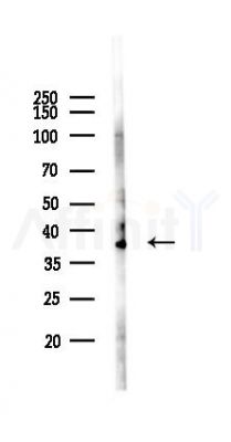 FCN1 Antibody - Western blot analysis of lysates from Mouse lung, using FCN1 Antibody at 1/1000 dilution.