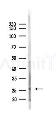 TRAPPC4 Antibody - Western blot analysis of lysates from Mouse testis, using TRAPPC4 Antibody at 1/1000 dilution.
