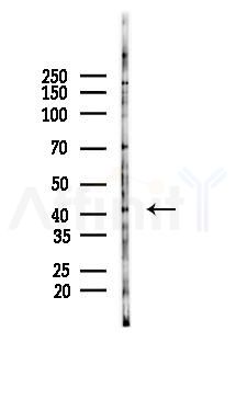 PANK3 Antibody - Western blot analysis of lysates from A375 cells(heat-shock,45min treatment), using PANK3 Antibody at 1/1000 dilution.