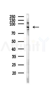 DTL Antibody - Western blot analysis of lysates from Rat brain, using DTL Antibody at 1/1000 dilution.