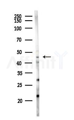 HPN Antibody - Western blot analysis of lysates from Mouse liver, using HPN Antibody at 1/1000 dilution.