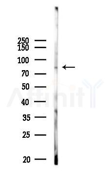 KAZN Antibody - Western blot analysis of lysates from PC12 cells, using KAZN Antibody at 1/1000 dilution.