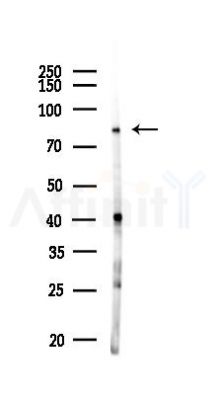KAZN Antibody - Western blot analysis of lysates from Mouse liver, using KAZN Antibody at 1/1000 dilution.