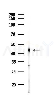 ESAM Antibody - Western blot analysis of lysates from Mouse liver, using ESAM Antibody at 1/1000 dilution.
