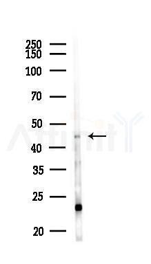 KCNJ1 Antibody - Western blot analysis of lysates from Mouse liver, using KCNJ1 Antibody at 1/1000 dilution.
