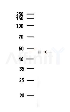 ASB6 Antibody - Western blot analysis of lysates from Mouse liver, using ASB6 Antibody at 1/1000 dilution.