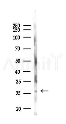 PRTFDC1 Antibody - Western blot analysis of lysates from Mouse liver, using PRTFDC1 Antibody at 1/1000 dilution.