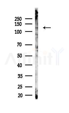 SEC31B Antibody - Western blot analysis of lysates from LoVo cells(heat-shock,45min treatment), using SEC31B Antibody at 1/1000 dilution.