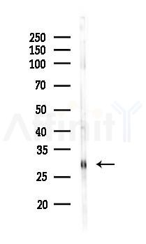 CLDND1 Antibody - Western blot analysis of lysates from Rat liver, using CLDND1 Antibody at 1/1000 dilution.