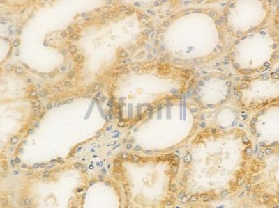 DGCR2 Antibody - DF15806 at 1/100 staining human normal kidney tissue by IHC-P.