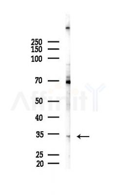 EURL Antibody - Western blot analysis of lysates from LoVo cells(heat-shock, 45min treatment), using EURL Antibody at 1/1000 dilution.