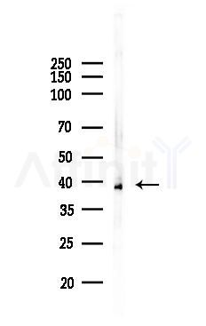 NAA30 Antibody - Western blot analysis of lysates from Mouse liver, using NAA30 Antibody at 1/1000 dilution.