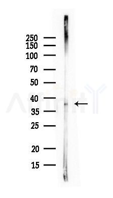 SLC35F6 Antibody - Western blot analysis of lysates from Rat heart, using SLC35F6 Antibody at 1/1000 dilution.